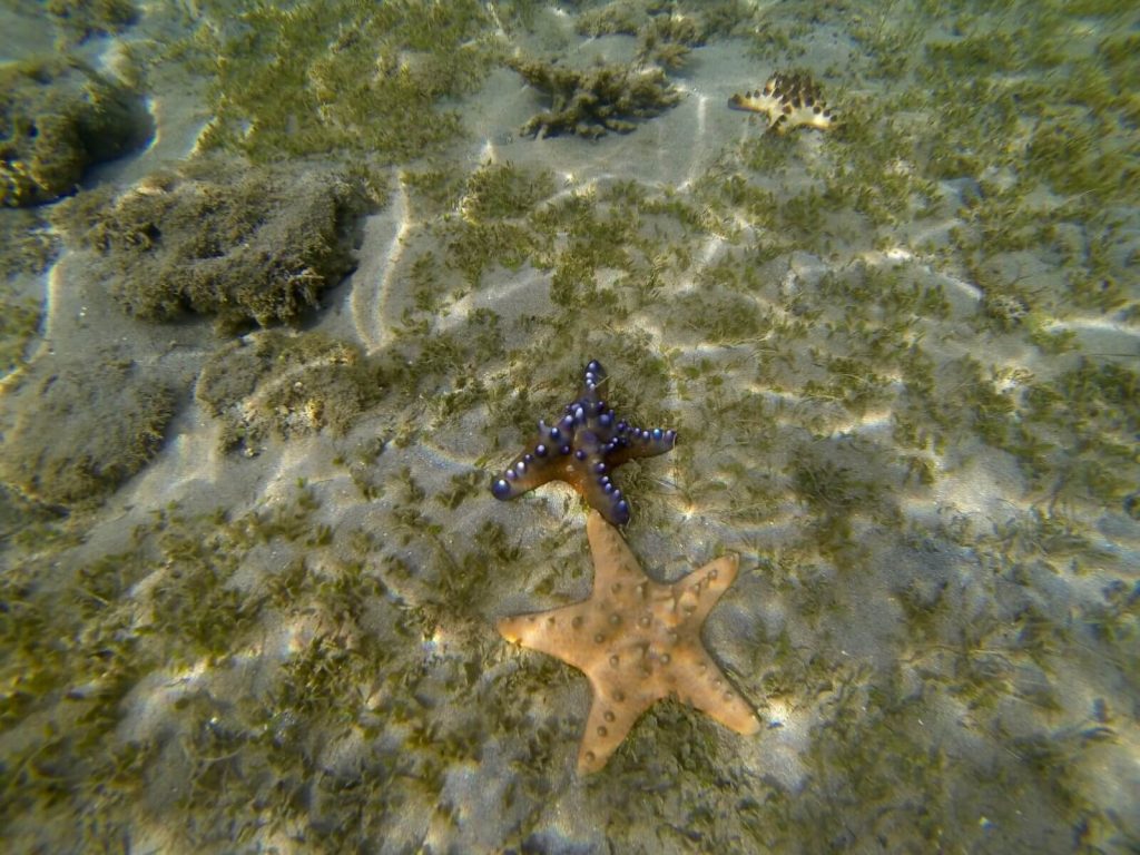 Il mare abbonda di stelle marine