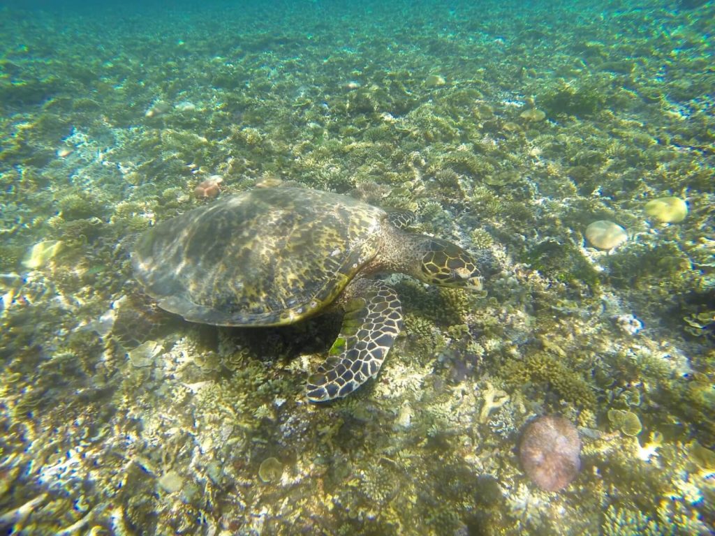 Tartaruga di Gili Air