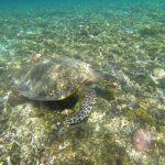 Tartaruga di Gili Air