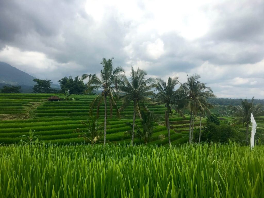 Terrazzamenti di Jatiluwih