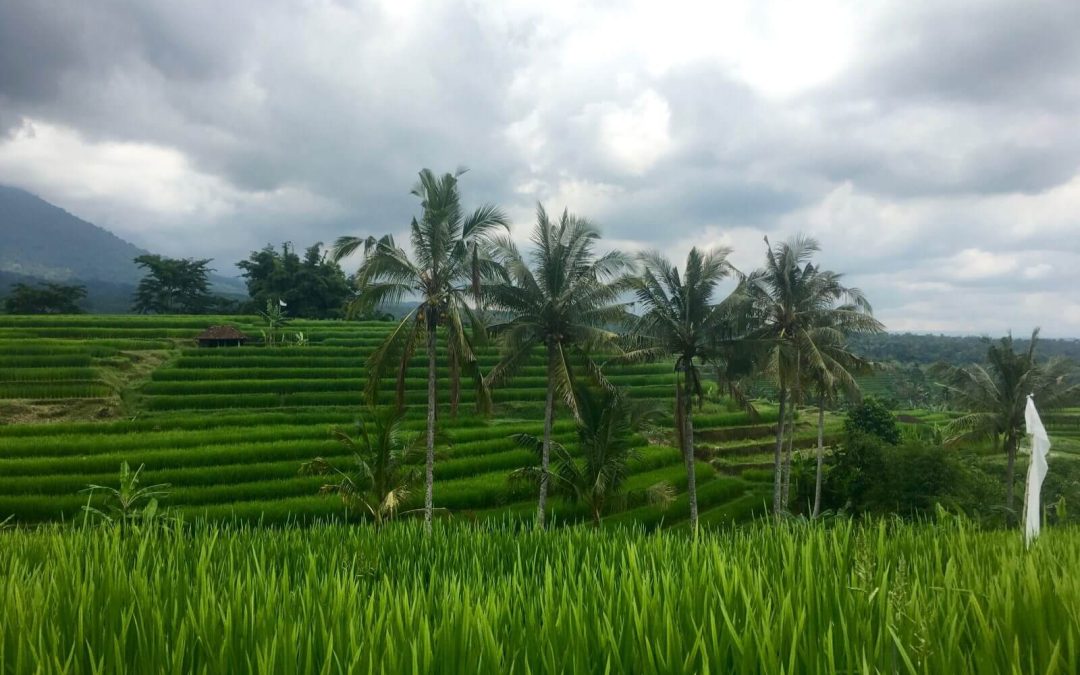 Escursione a Pura Ulun Danu Bratan e Risaie di Jatiluwih, Bali, Indonesia