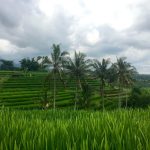 Terrazzamenti di Jatiluwih