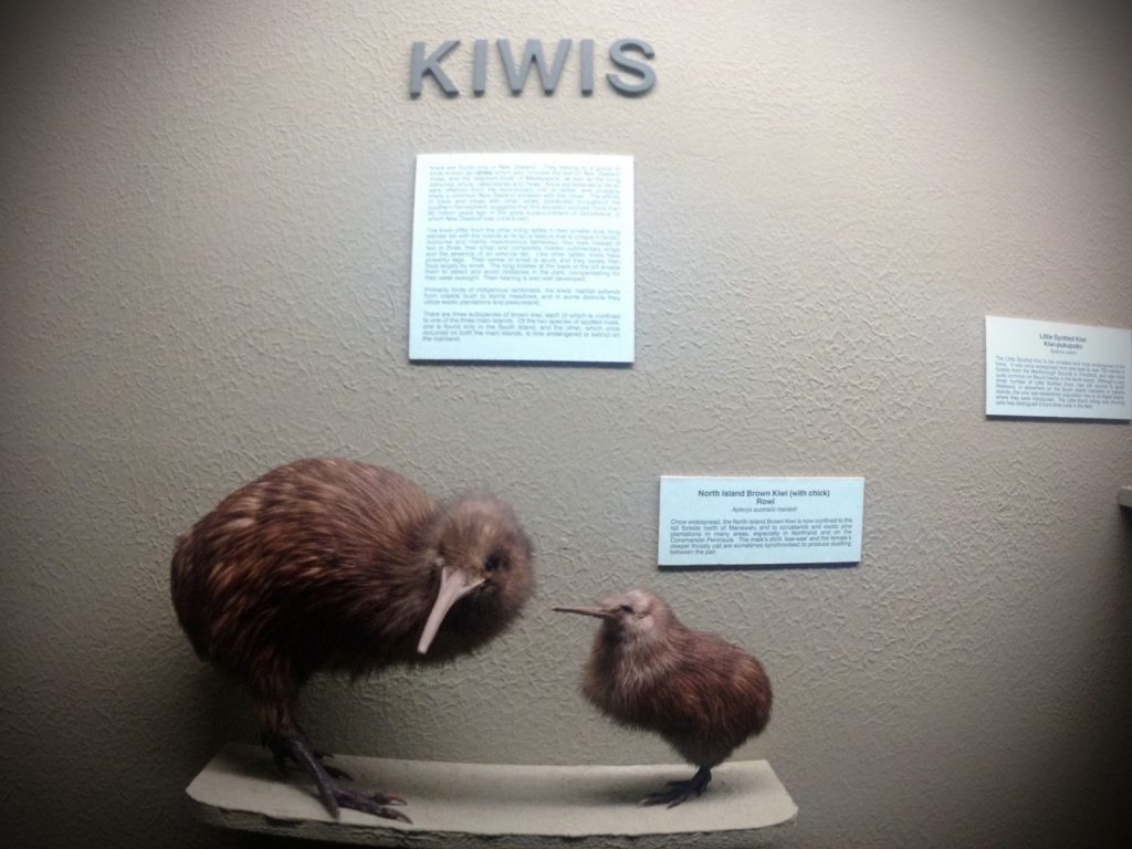 Uccello Kiwi