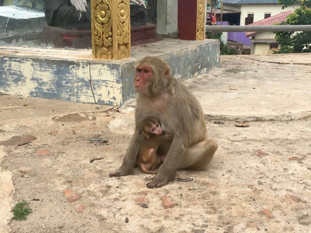 Una simpatica e adorabile scimmia con il suo cucciolo...