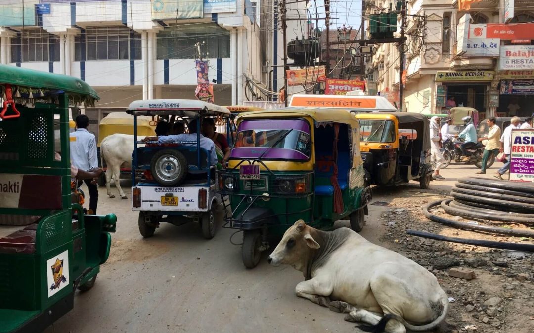 Alla scoperta dell’incredibile Mondo delle Mucche, India