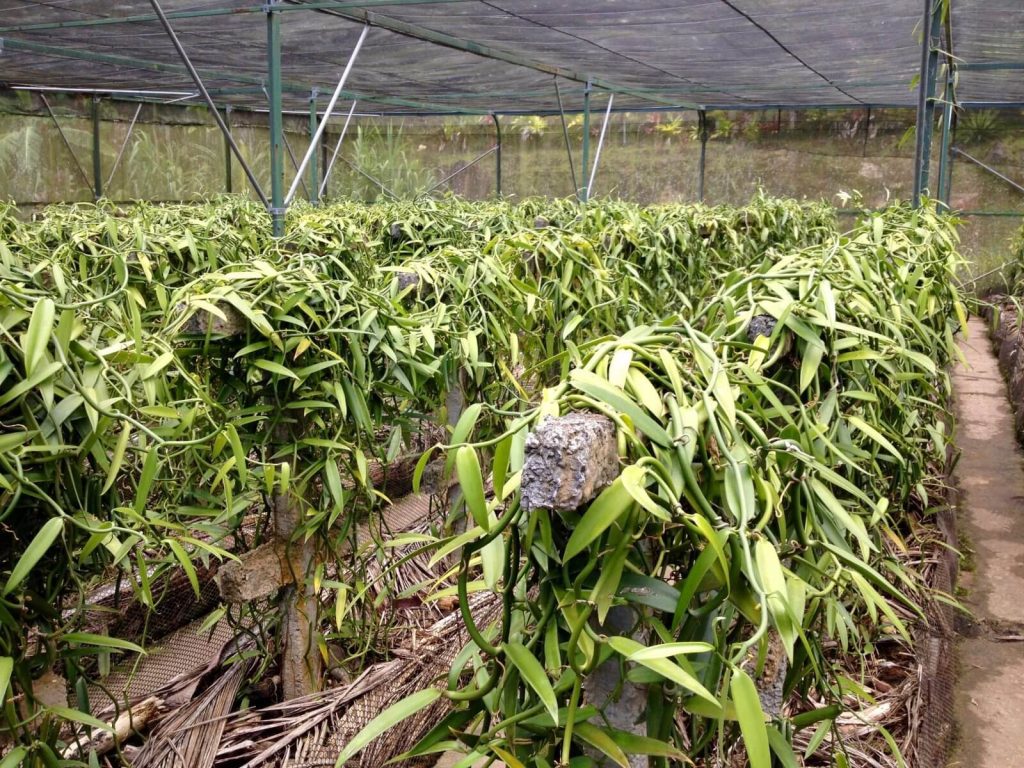 Coltivazione di vaniglia al giardino tropicale