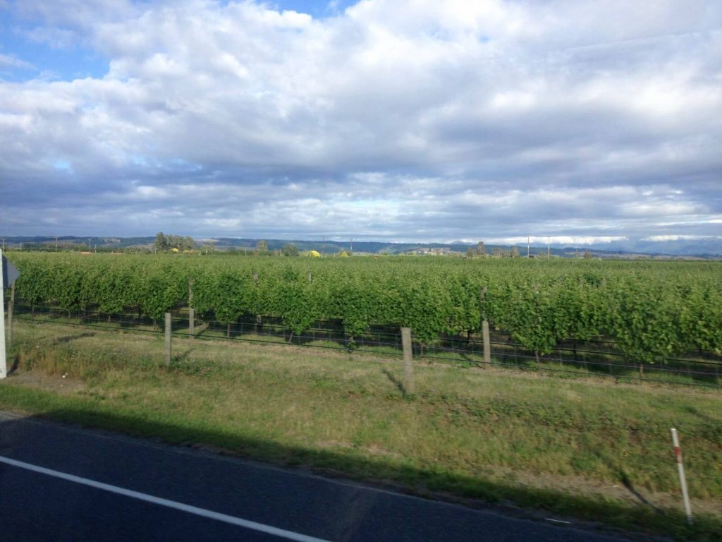 Vigneti della zona di Nelson