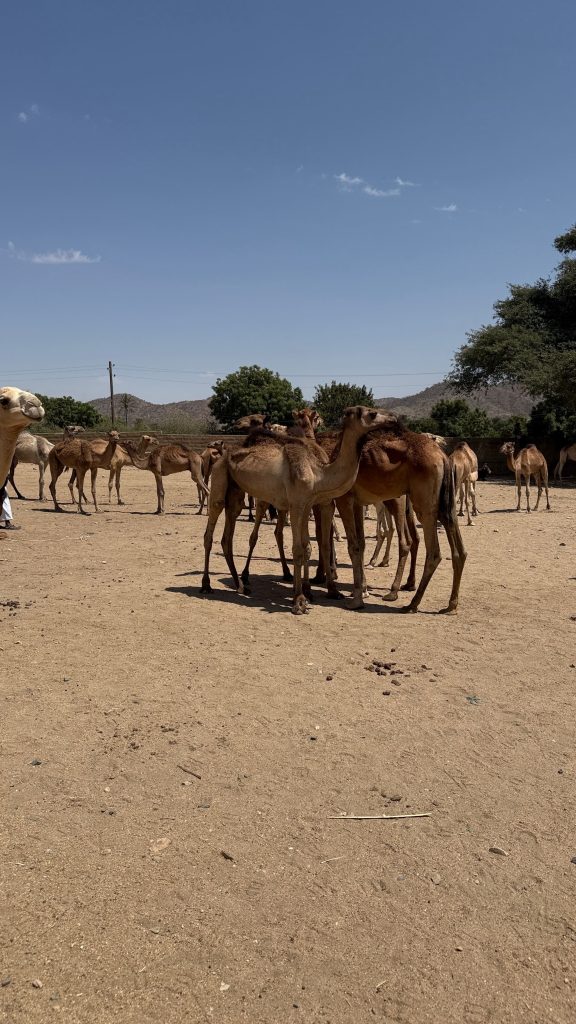 Mercato dei cammelli, Cheren
