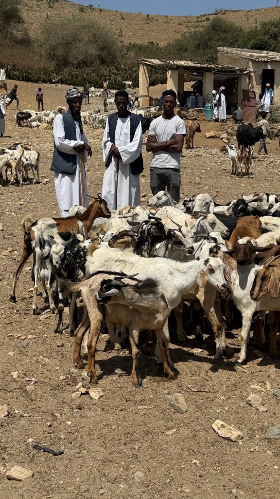 Mercato delle capre, Cheren