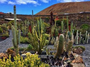 Jardin de Cactus Jardin de Cactus